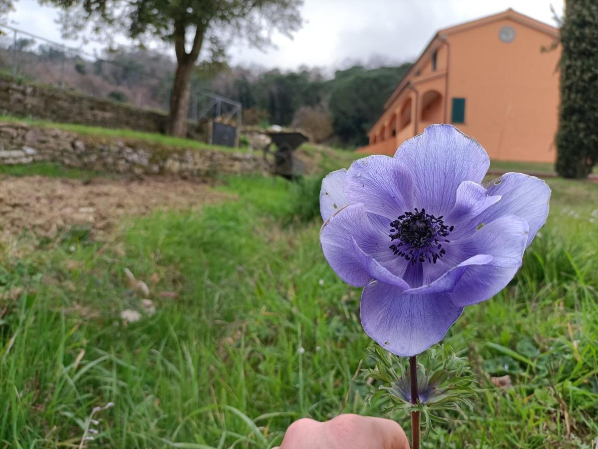 B&B Agriturismo Regno Di Toscana Collesalvetti Exterior foto